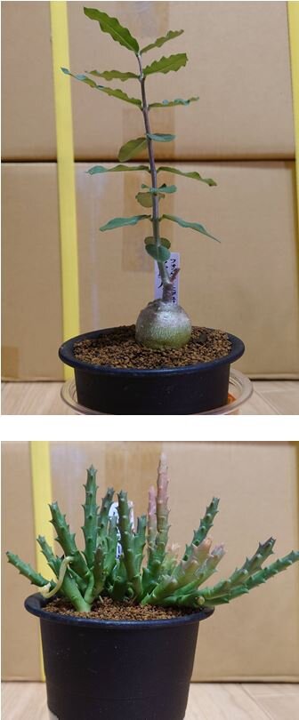 キャプチャ1.JPG